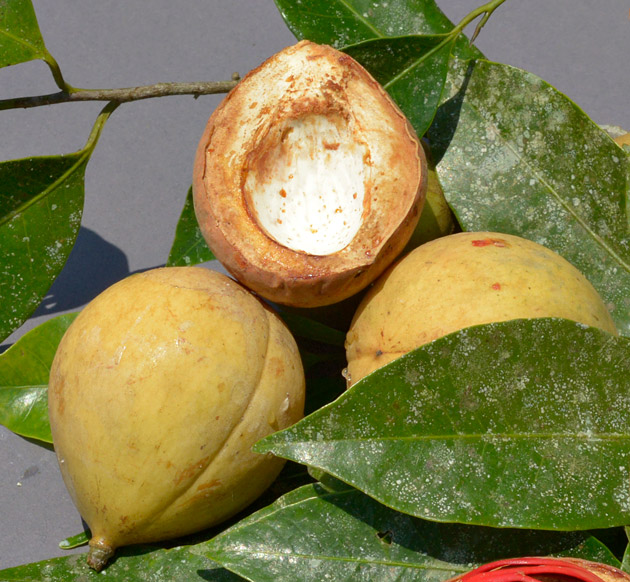 Whole and halved fruits of a plant, whether Virola guatemalensis or Myristica fragrans.