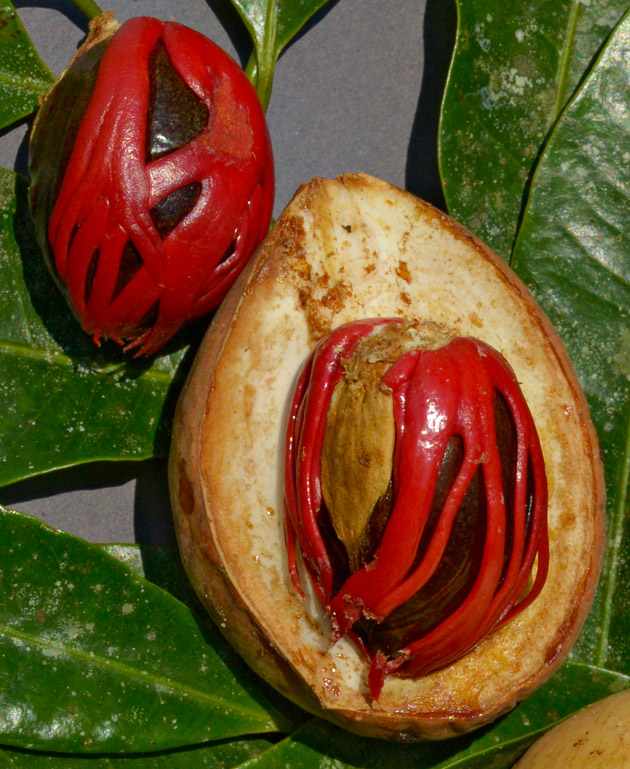 Whole and halved fruits of a plant, whether Virola guatemalensis or Myristica fragrans.