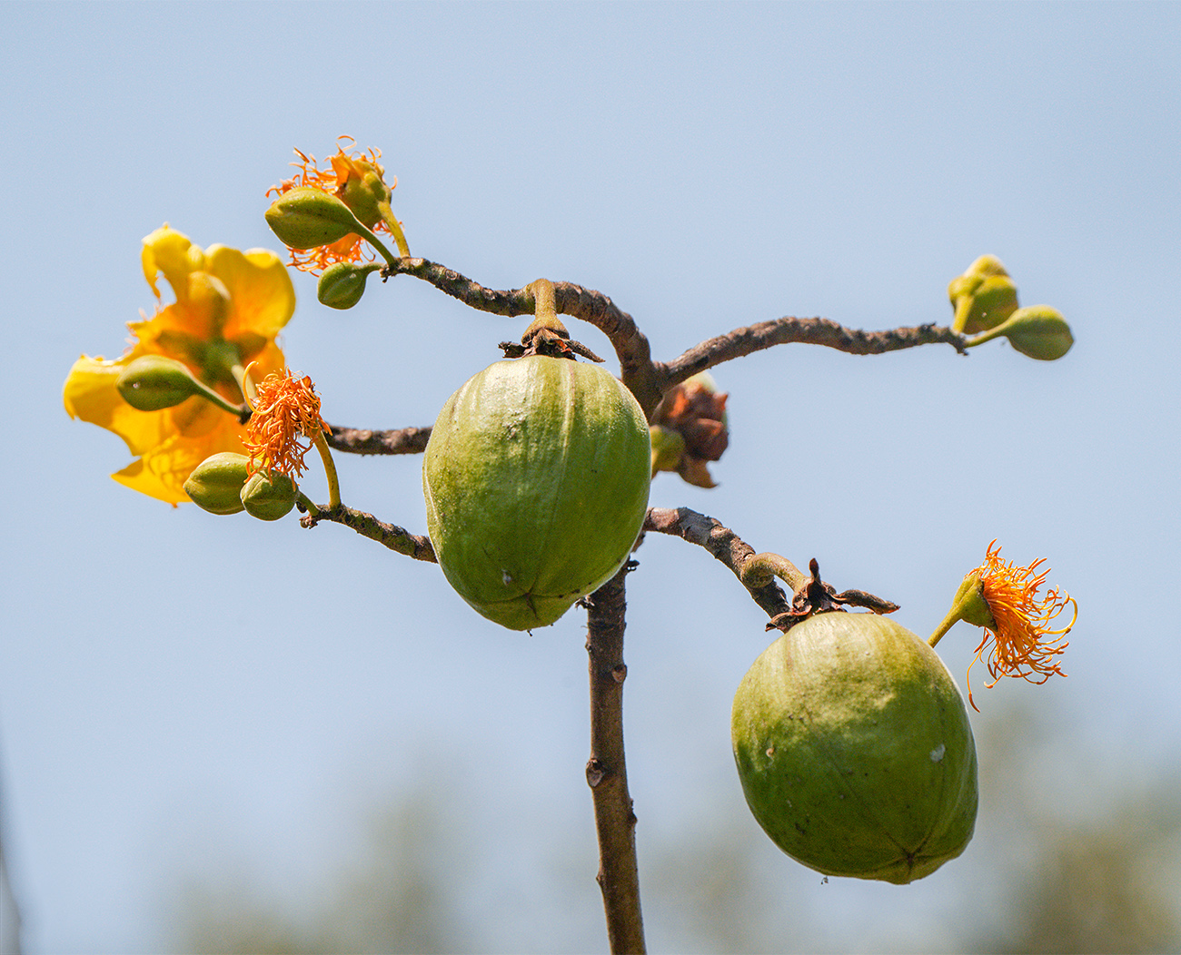 Without bees, we could not eat fruits only edible tubers - The Yucatan Times