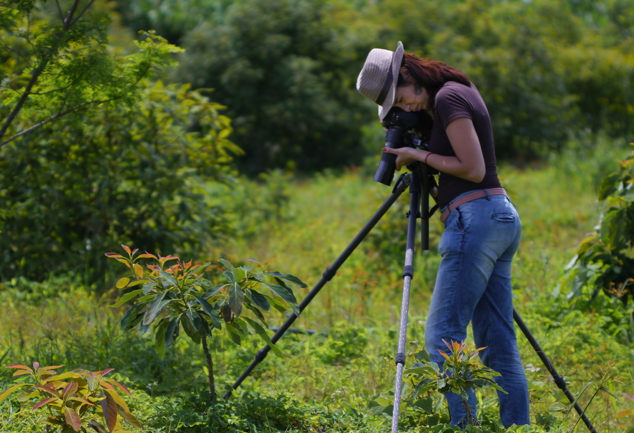 Jennifer Lara photographing avocados plants using a Gitzo tripod. Parramos Guatemala 2011.