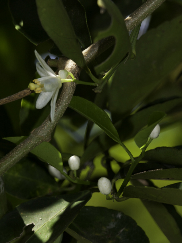 loroco open flowers Fernaldia pandurata commonly found in native markets Guatemala Central America