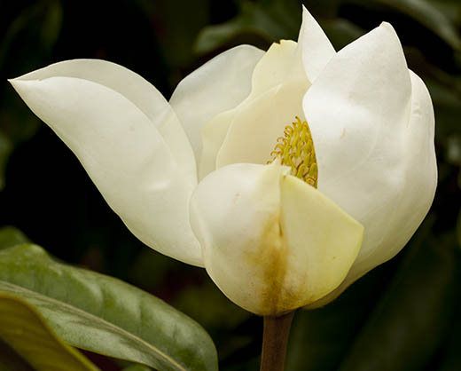 magnolia-Talauma-mexicana-10K9163