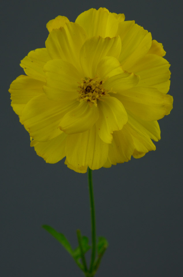 marigold-flor-de-muerto-FLAAR-maya-ethnobotany-flower-of-death