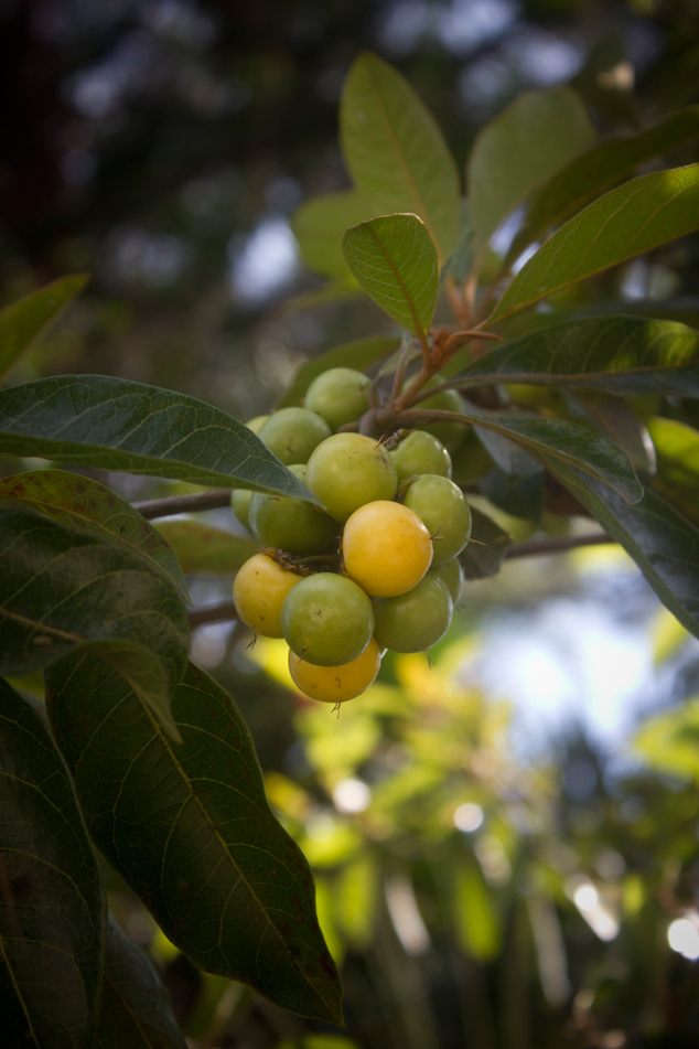 Nance fruits, green and mature, hanging in the tree, El Cerinal, Barberena, Santa Rosa, Guatemala 2011