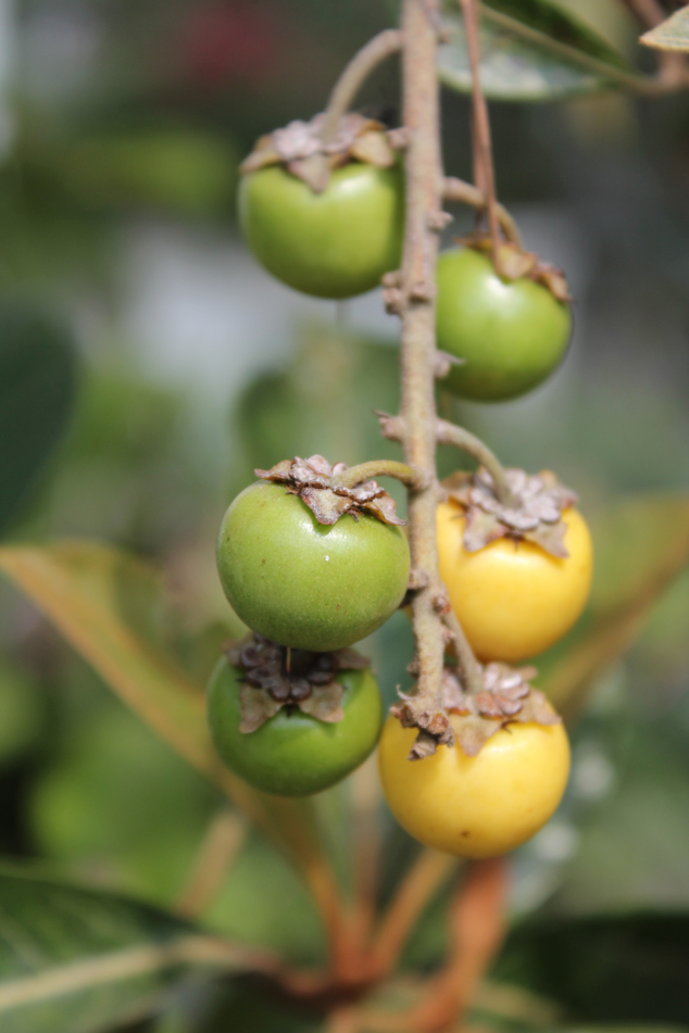 Mature and green nance fruit , El Cerinal, Barberena, Santa Rosa, Guatemala 2011