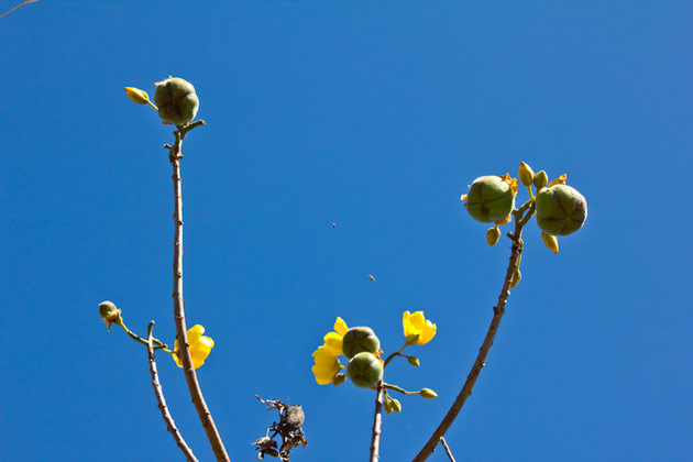 Tecomasuche flower branches, cochlospermum vitifolium, Jutiapa, photo taken by Sofia Monzon on January 2012