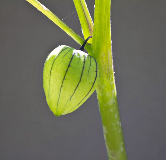 Miltomate, Physalis ixocarpa, Photo by Jaime Leonardo at FLAAR office, Guatemala City