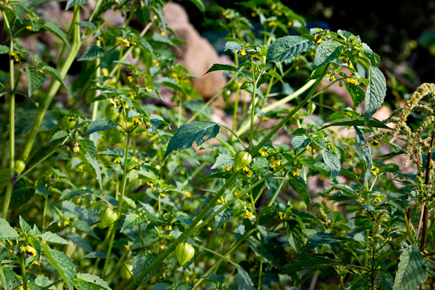 Miltomate, Physalis ixocarpa, Photo by Jaime Leonardo at FLAAR office, Guatemala City