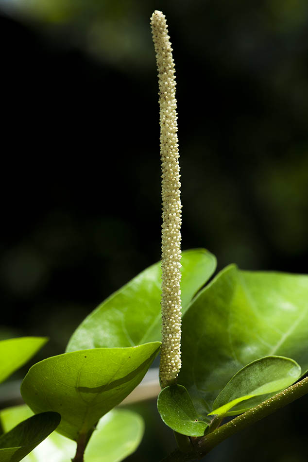 Piper-auritum-hoja-santa-tucuru-NH-Images-10K6257