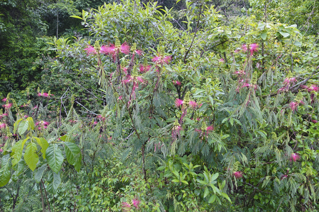 Calliandra Aldea las Minas, Santa Rosa