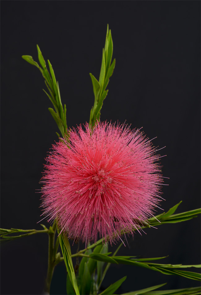 Calliandra Pension Monja Blanca