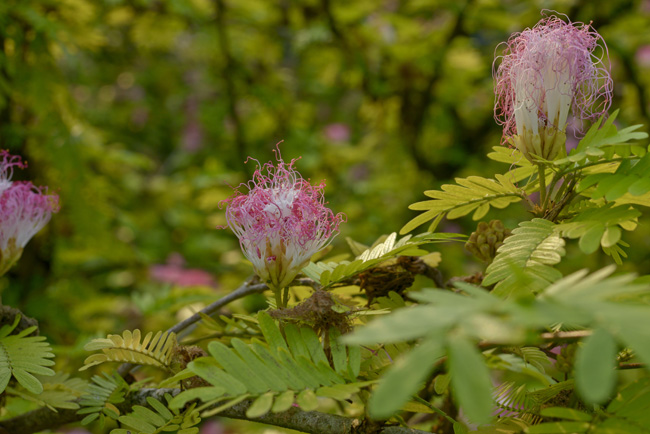 Calliandra Chisec , Peten