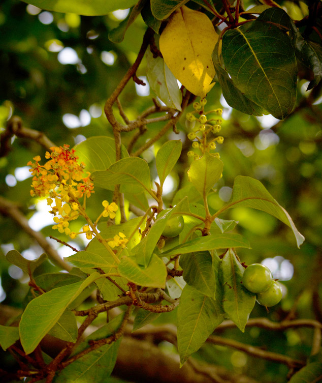 Nance's Small and Blooming flower with fruit in tree , El Cerinal, Barberena, Santa Rosa, Guatemala 2011