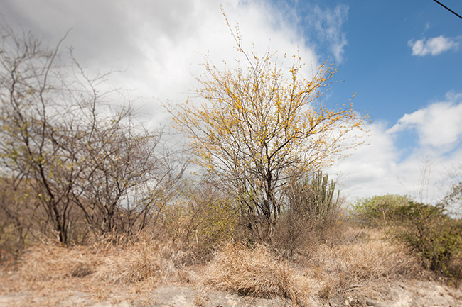 Palo-de-brazil-CA9-km-90-Jan-2014-NH-image-10K9058