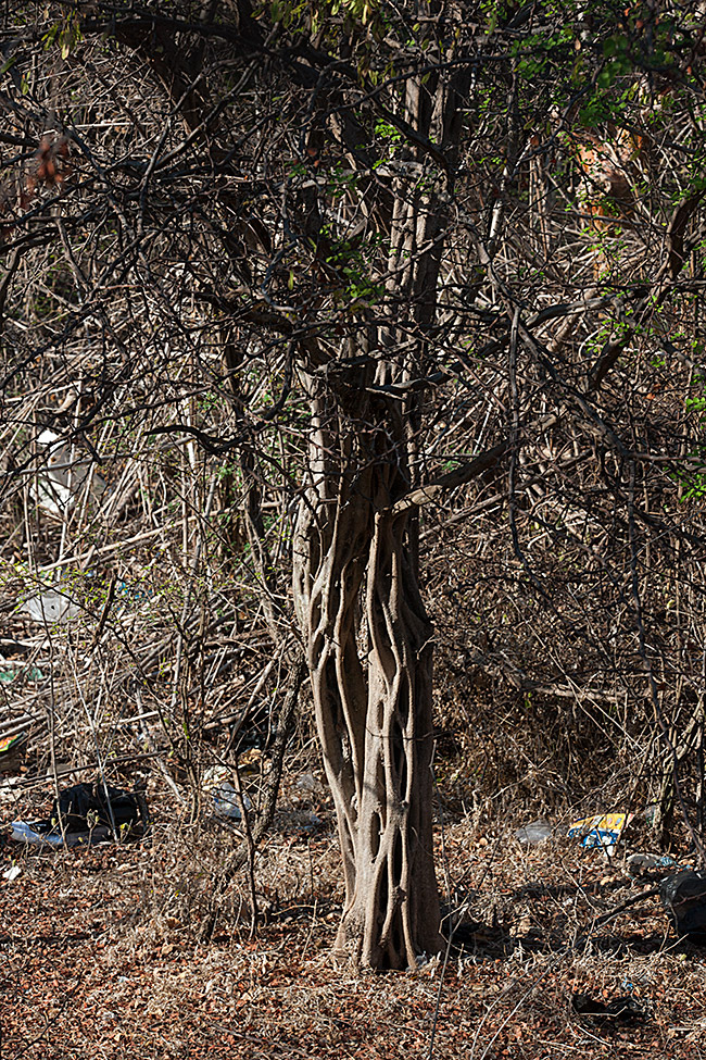 Palo-de-brazil-km-130-Feb-2013-NH-potography-10K6108