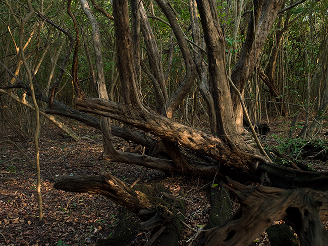 palo-de-campeche-50mm-NH-potography-288