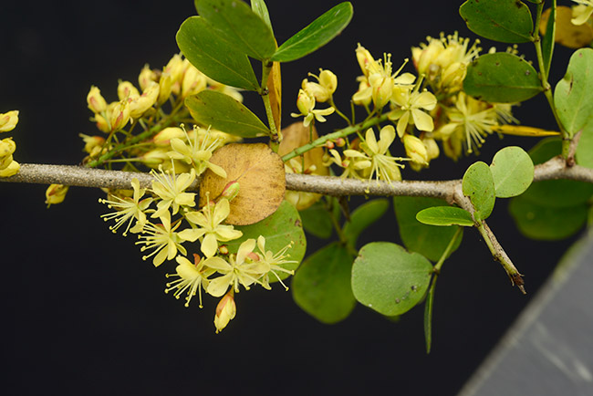 Palo-de-campeche-flower-arroyo-petexbatun-Mar-2015-NH-image-DSC4616