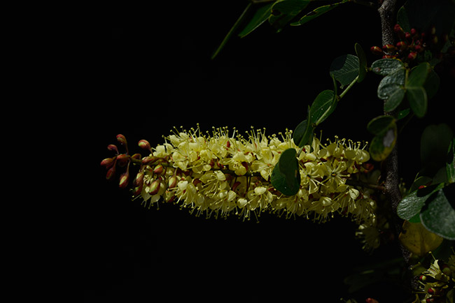 Palo-de-campeche-flower-arroyo-petexbatun-Mar-2015-NH-potography-DSC4664