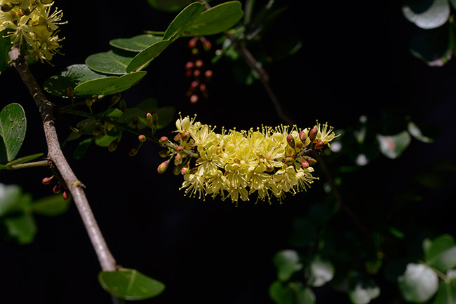 Palo-de-campeche-flower-arroyo-petexbatun-Mar-2015-NH-potograpy-DSC4650