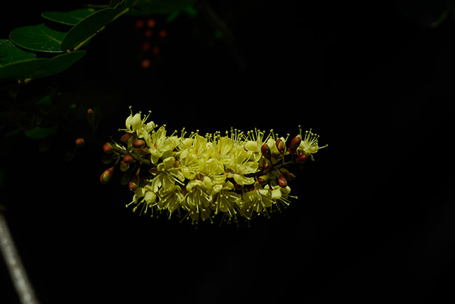 Palo-de-campeche-flower-arryoyo-petexbatun-Mar-2015-NH-image-DSC4655