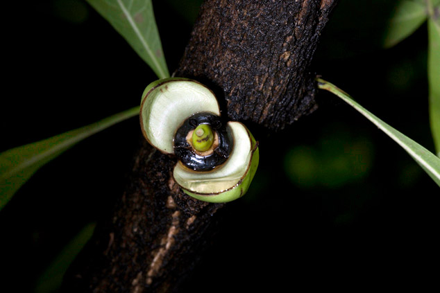 “Opened Morro flower in tree Monterrico Julio 2011”.