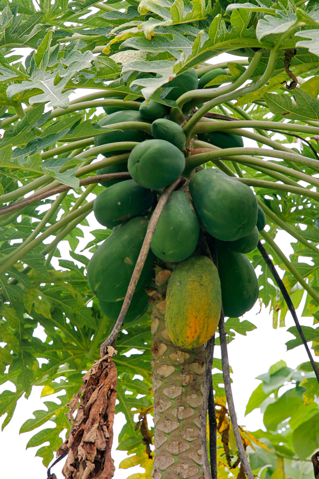 Papaya fruits