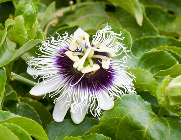 Passiflora caerulea at FLAAR garden, Guatemala City.  Photo by Jaime Leonardo