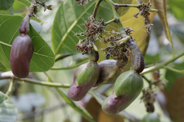 Plantation of cashew, flaar archive, photo by Nicholas Hellmuth