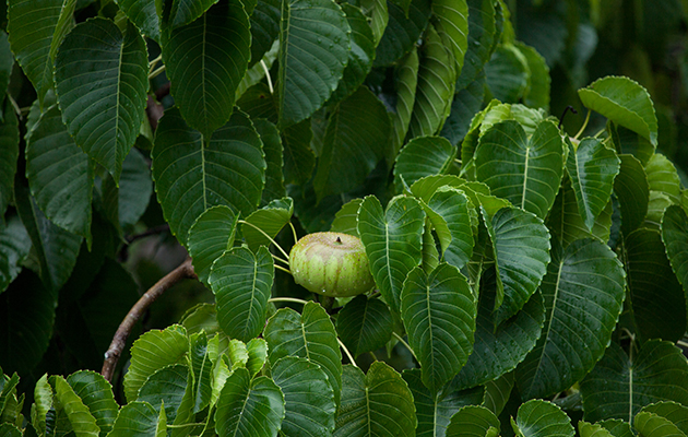 Hura polyandra