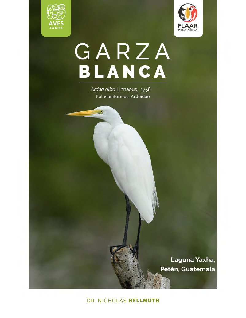 Great White Egret Garza Blanca