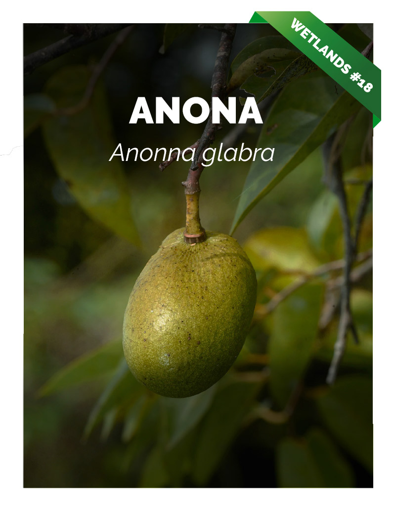 Anona de Manglar