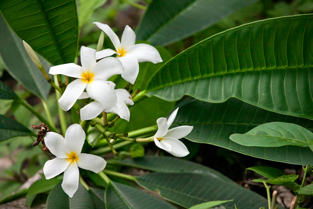 Plumerias come in many colors when hybrids, but in Guatemala I see mainly the white, the yellow (which is actually mostly white with yellow inside) and rose. Orange and lavender or pure red are not common out in the wild (in Guatemala).