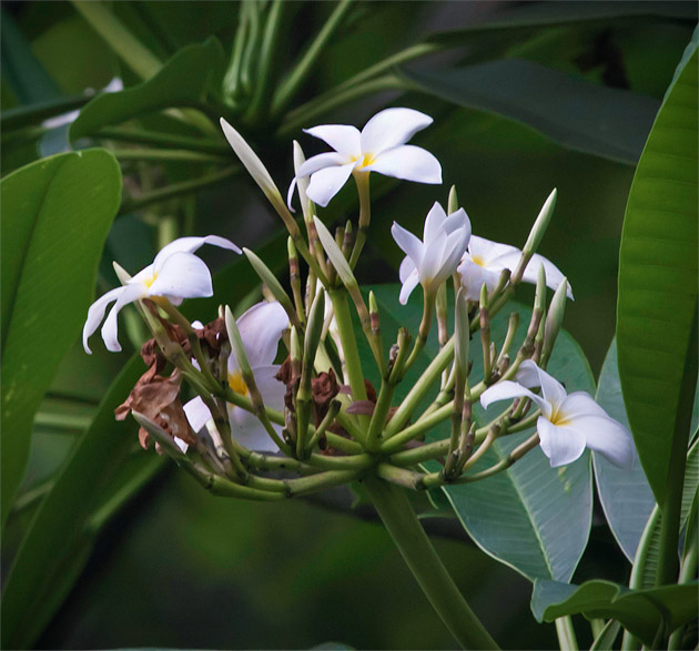 Plumeria obtusa flower buds and open flowers. Photo by Nicholas Hellmuth using a Canon EOS-1Ds Mark III, May 2011.