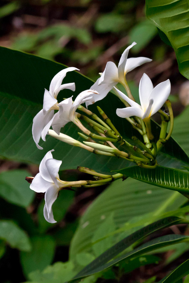 May flowers are known as flor de mayo in Guatemala. Photo by Nicholas Hellmuth using a Canon EOS-1Ds Mark III, May 2011