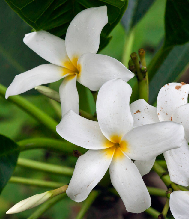 Plumerias have five petals, the Kin glyph has four. Photo by Nicholas Hellmuth using a Canon EOS-1Ds Mark III, May 2011.