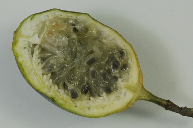 Sweet granadilla, Passiflora ligularis edible fruit at FLAAR studio, notice the seeds inside and the shape of it. Photo by Jaime Leonardo, Guatemala City. 