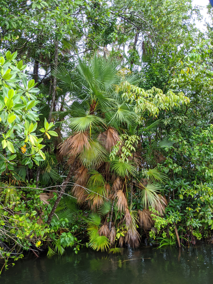 tasiste-pimientillo-palm-mangrove-swamp-east-side-El-Golfete-Livingston-Izabal-Google-Pixel-3XL