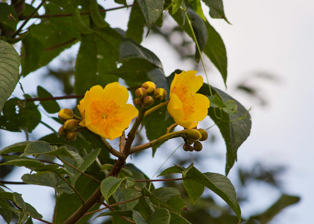 Tecomasuche open flowers. Cochlospermum vitifolium, maya medicinal plant. Photography by Sofia Monzon using a Canon EOS REBEL with a T2i EF-S18-55mm f/3.5-5.6 IS on a Gitzo tripod. Copyright FLAAR 2012