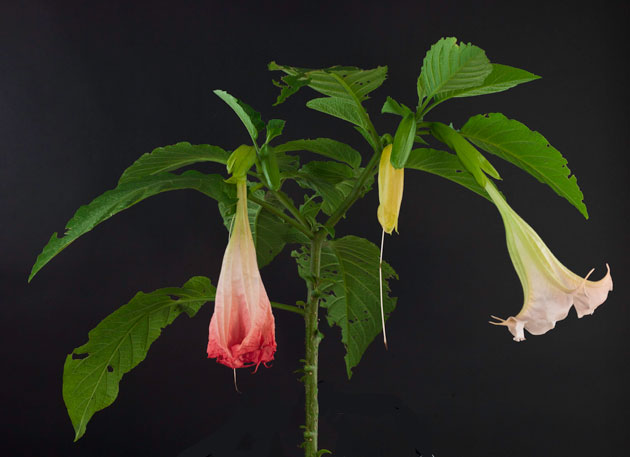 Angel trumpet flowers in different stages. FLAAR Studio, photo by Nicholas Hellmuth using a Phase One A/S P25+