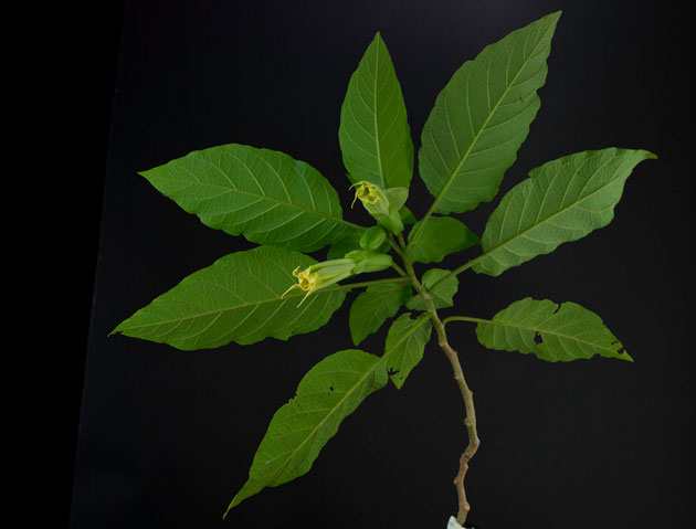 These two angel trumpet buds did not open under the light. Burgmansia arborea, florifundia image taken in FLAAR Studio by Nicholas Hellmuth using a Phase One A/S P25+