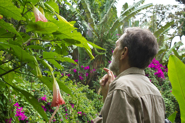 Brugmansia plant flowering at FLAAR garden. Photo by Sofia Monzon using a Canon EOS Rebel T2i