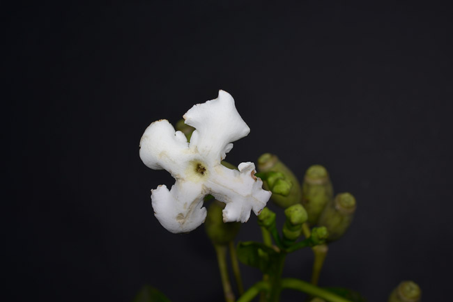 Fower of Blepharidium guatemalense has 4 petaled flower. Photographed by Nicholas Hellmuth in Jalapa.