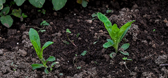 Amaranth-young-leaves-BLEDO-Milpa-Los-Pajoques-San-Juan Sacatepequez-Dec-29-2016-NH-4689