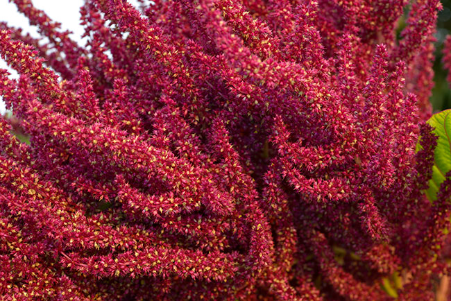 Amaranthus hypochondriacus Candelaria Campo Santo 9338