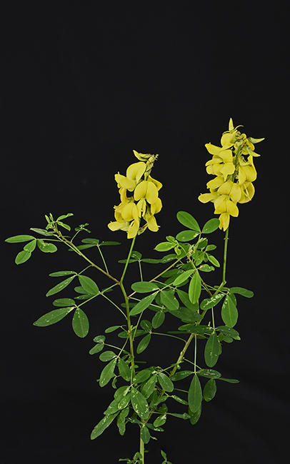 Crotalaria longirostrata chipilin FLAAR garden Westcott Sep 27 2015 NH-Stacck-Focus-WEB