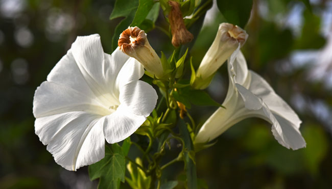 Ipomoea-alba-moonflower-morning-glory-mayan-medicinal-plant-FLAAR-Mayan-ethnobotanical-garden 2788