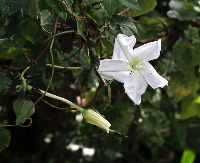 Ipomoea-alba-moonflower-morning-glory-mayan-medicinal-plant-FLAAR-Mayan-ethnobotanical-garden 9658