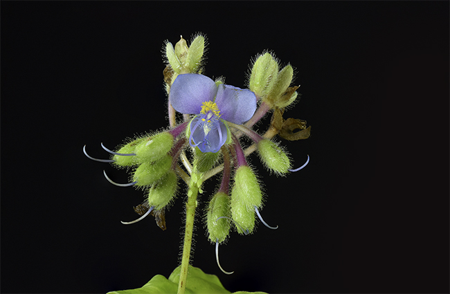 unknown lavender FLAAR Westcott Sigma Sep 26-27-28 2015 NH-StackFocus-2-WEB.jpg