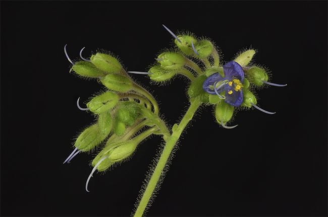 unknown lavender FLAAR Westcott Sigma Sep 26-27-28 2015 NH-StackFocus-WEB