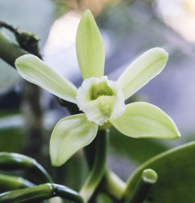 Livingston-Vanilla-orchid-vines